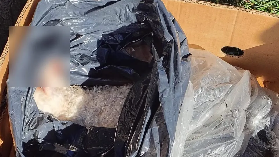 549692508_1219487936880574_8127971594276478609_n