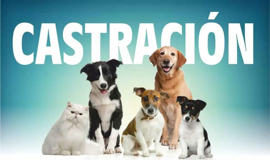 programa-de-castraciones
