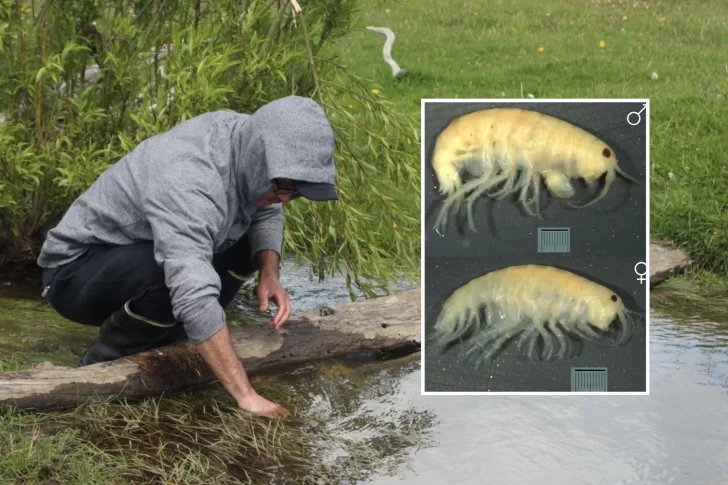 cientificos-de-la-unpa-descubrieron-una-nueva-especie-de-crustaceo-en-santa-cruz-728x485
