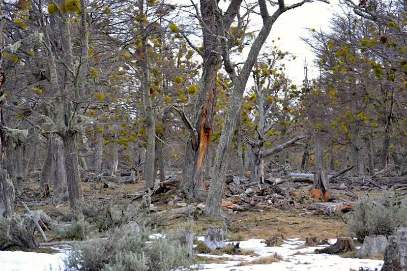 bosque