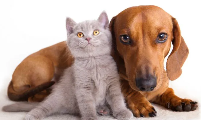 deko_mascotas_184-castracion-gatos-perros-668x400x80xX