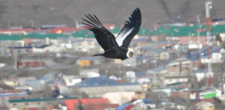 condor-santa-cruz-2jpg